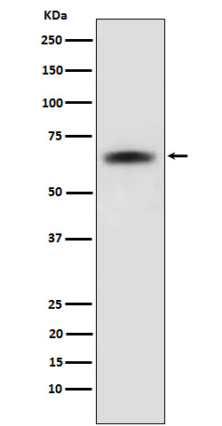 SENP2 Antibody in Western Blot (WB)