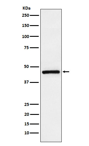 TMEFF2 Antibody in Western Blot (WB)