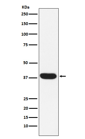 MYF5 Antibody in Western Blot (WB)
