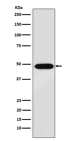 MAGE1 Antibody in Western Blot (WB)