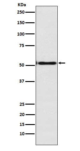 EN1 Antibody in Western Blot (WB)