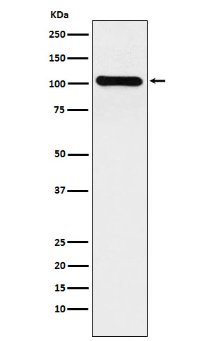 BACH1 Antibody in Western Blot (WB)