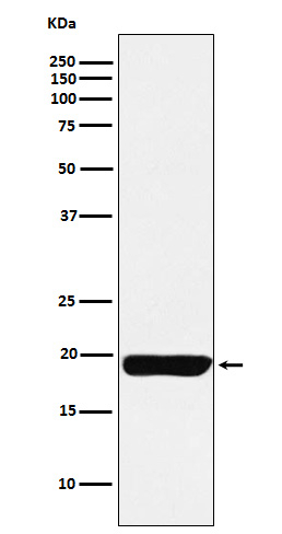 MYL9 Antibody in Western Blot (WB)