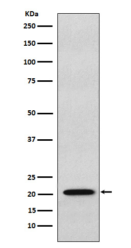 RAP1A/RAP1B Antibody in Western Blot (WB)