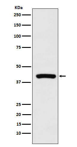 Cyclophilin 40 Antibody in Western Blot (WB)