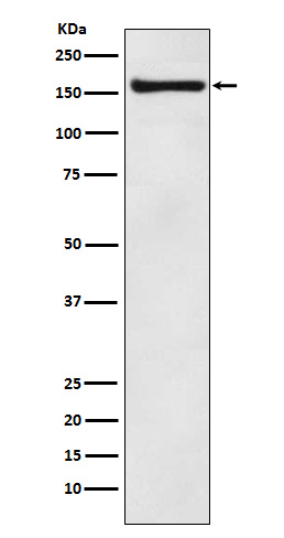alpha COP Antibody in Western Blot (WB)