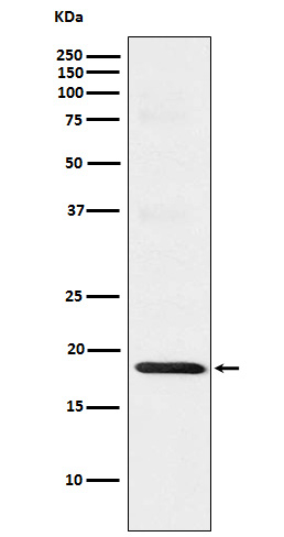 TOMM22 Antibody in Western Blot (WB)