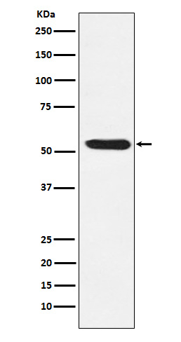 TEAD1/2/3/4 Antibody in Western Blot (WB)