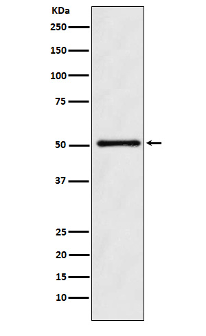 ODC1 Antibody in Western Blot (WB)