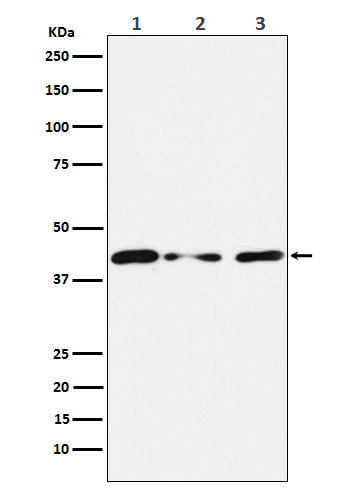 TIN2 Antibody in Western Blot (WB)