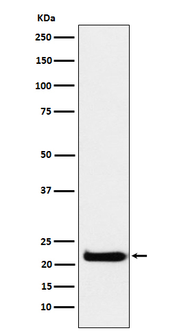 CEND Antibody in Western Blot (WB)