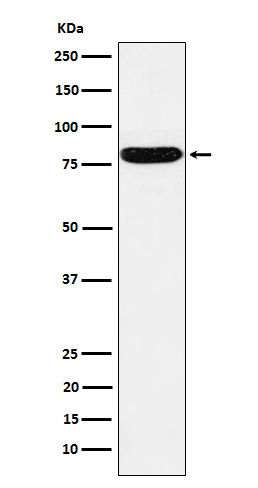 HSF1 Antibody in Western Blot (WB)