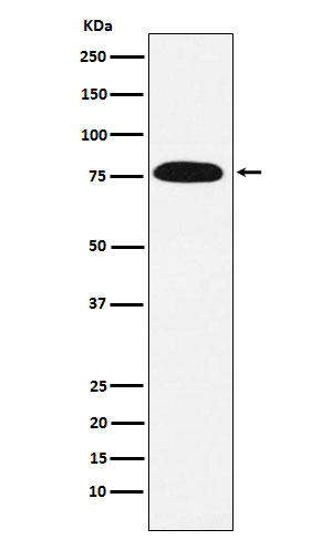 KHSRP Antibody in Western Blot (WB)