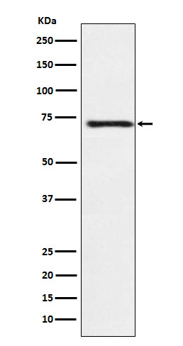 GUCY1B3 Antibody in Western Blot (WB)