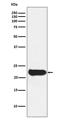 GPX2 Antibody in Western Blot (WB)