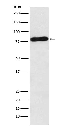 Myb Antibody in Western Blot (WB)