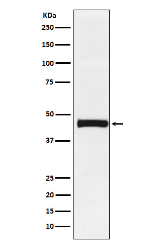PTX3 Antibody in Western Blot (WB)