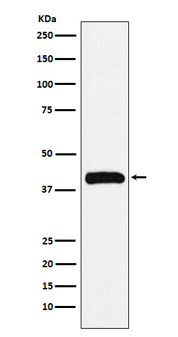 Bub3 Antibody in Western Blot (WB)