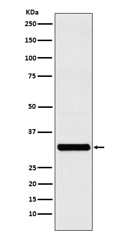 RAB27A Antibody in Western Blot (WB)