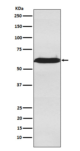 U2AF2 Antibody in Western Blot (WB)