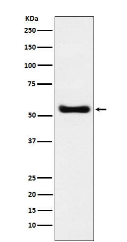 MYST1 Antibody in Western Blot (WB)