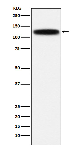 GOLIM4 Antibody in Western Blot (WB)