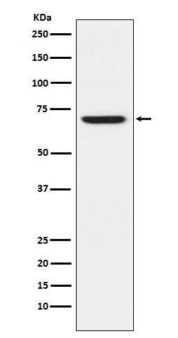 GABRA5 Antibody in Western Blot (WB)
