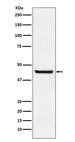 Septin 2 Antibody in Western Blot (WB)
