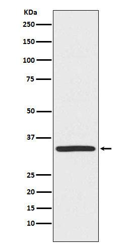 TRADD Antibody in Western Blot (WB)