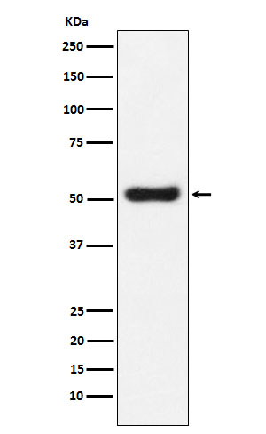 OLFM4 Antibody in Western Blot (WB)