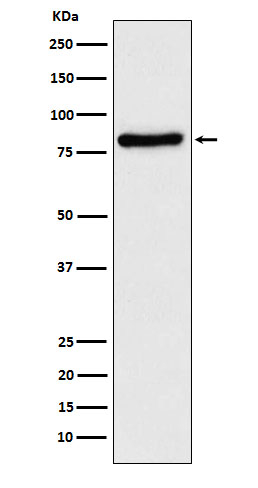 TLE1 Antibody in Western Blot (WB)
