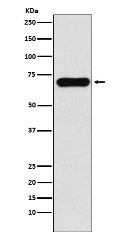 PCK1 Antibody in Western Blot (WB)