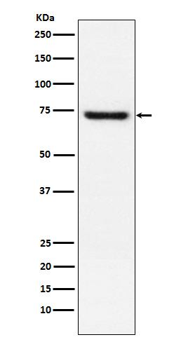 TRF2 Antibody in Western Blot (WB)