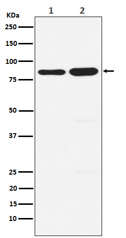 PCAF Antibody in Western Blot (WB)