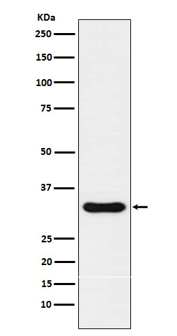 Nkx3.1 Antibody in Western Blot (WB)