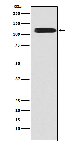 SLC8A1 Antibody in Western Blot (WB)