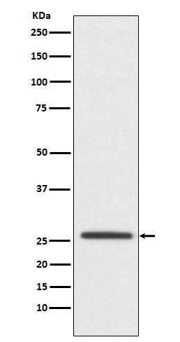 Claudin 11 Antibody in Western Blot (WB)