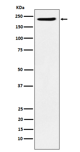PBRM1 Antibody in Western Blot (WB)