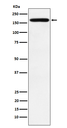 PODXL Antibody in Western Blot (WB)