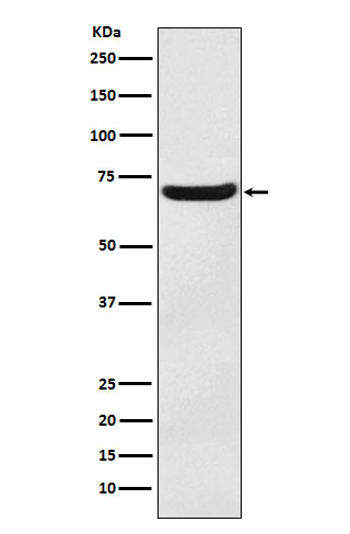 EAAC1 Antibody in Western Blot (WB)