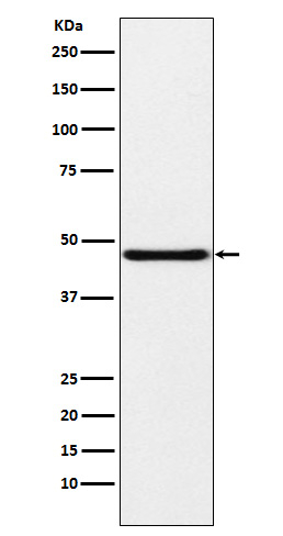 Podocin Antibody in Western Blot (WB)
