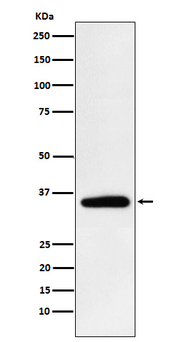 PDHB Antibody in Western Blot (WB)