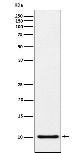CCL5 (RANTES) Antibody in Western Blot (WB)