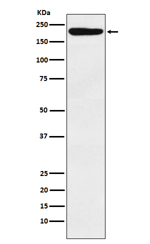 IQGAP1 Antibody in Western Blot (WB)