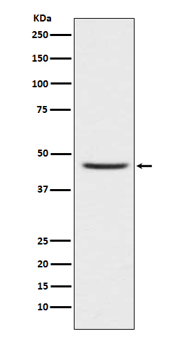 CCR8 Antibody in Western Blot (WB)