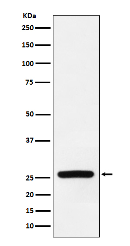 SOD3 Antibody in Western Blot (WB)