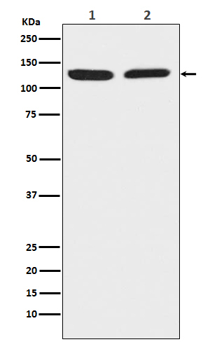 Chromogranin B Antibody in Western Blot (WB)