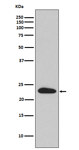 SNAP23 Antibody in Western Blot (WB)