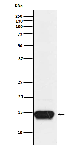 FABP3 Antibody in Western Blot (WB)