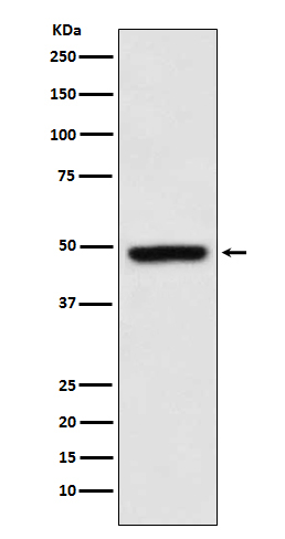 MEIS1 Antibody in Western Blot (WB)